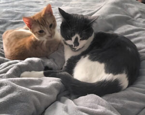 Picture of Woodja's kitties